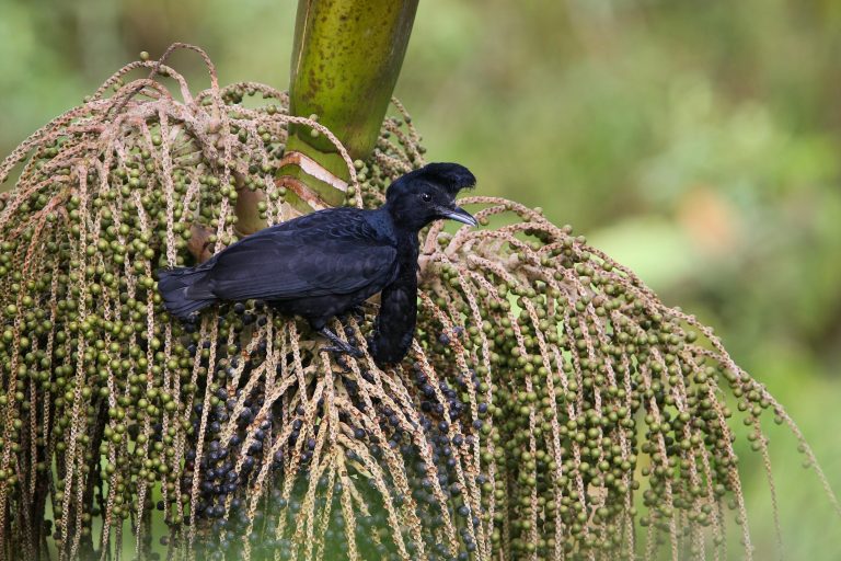 Long-wattled Umbrellabird (Cephalopterus penduliger) - Sachatamia - Santa Rosa - In the heart of the Andean Chocó - Slow Birding with Nature Experience