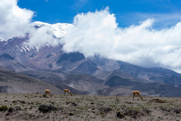 Le géant Chimborazo - A la conquête du toit du monde : le volcan Chimborazo avec Nature Experience