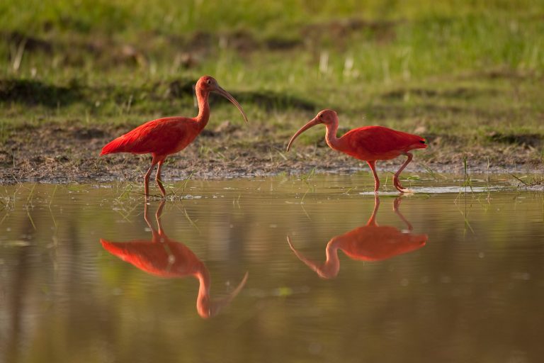 Ibis rouge (Eudocimus ruber) - Yopal - La Aurora - Sublimes Llanos avec Nature Experience