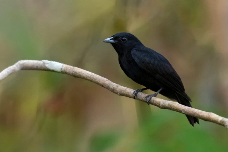Black Manakin (Xenopipo atronitens) - Yapacan reserve - Inírida with Nature Experience