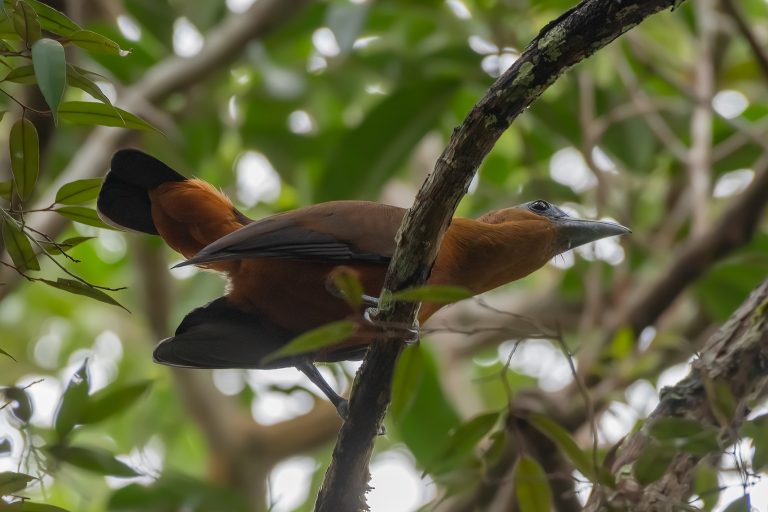 Capuchinbird (Perissocephalus tricolor) - Sabanita Reserve - Inírida with Nature Experience