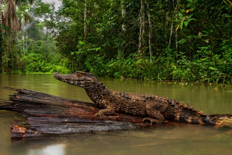 Caïman noir (Melanosuchus niger) - Mandari Panga lodge – Coca – Quito - Anoures et reptiles d’Équateur avec Nature Experience