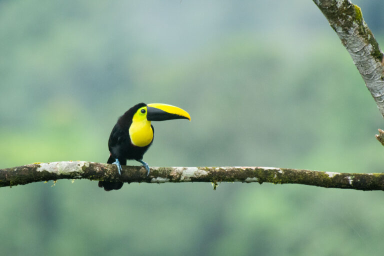 Rio Silanche Bird Sanctuary - In the heart of the Andean Chocó - Slow Birding with Nature Experience