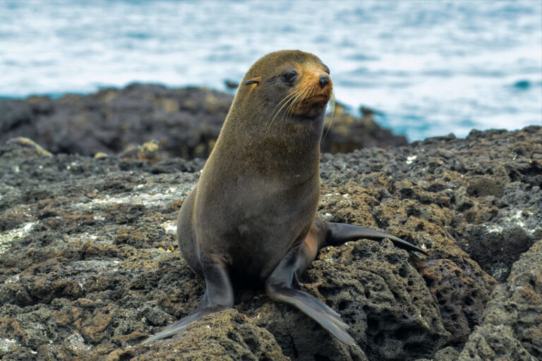 Otarie à fourrure des Galapagos (Arctocephalus galapagoensis) - Leon Dormido - Puerto Grande - Puerto Baquerizo - Aventures naturalistes en famille avec Nature Experience
