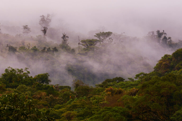 Paysage de forêt de nuage - Papallacta - Quito - La route de la cannelle avec Nature Experience