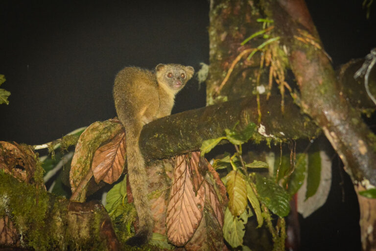 Olinguito (Bassaricyon neblina) - Bellavista Cloud Forest Reserve - History of the Andes with Nature Experience