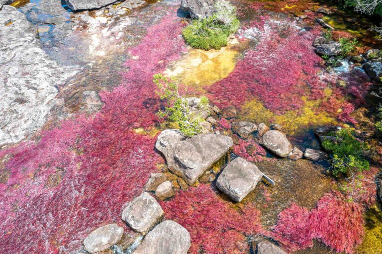 Caño Cristales with Nature Experience