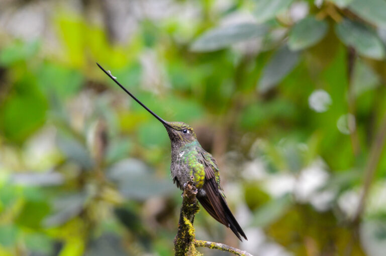 Colibri porte-épée (Ensifera ensifera) - Papallacta – Guango – Lago Agrio - Équateur, Nature insolite avec Nature Experience