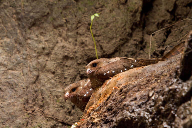 Oilbird (Steatornis caripensis) - Amagusa - Oilbird Cave - Quito - In the heart of the Andean Chocó - Slow Birding with Nature Experience