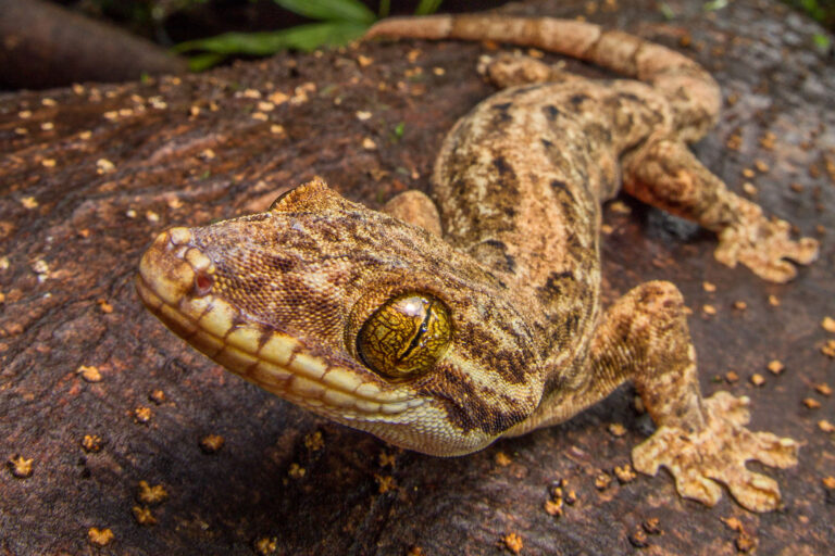 Silanche - Anoures et reptiles d’Équateur avec Nature Experience