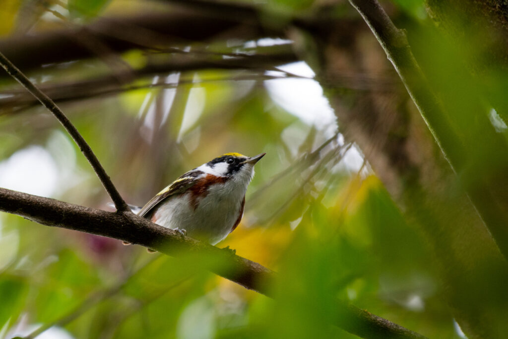 A Quito, durant la période des migrations, il y a de bonnes opportunités pour observer les oiseaux migrateurs comme la très rare Paruline à flancs marron (Setophaga pensylvanica).