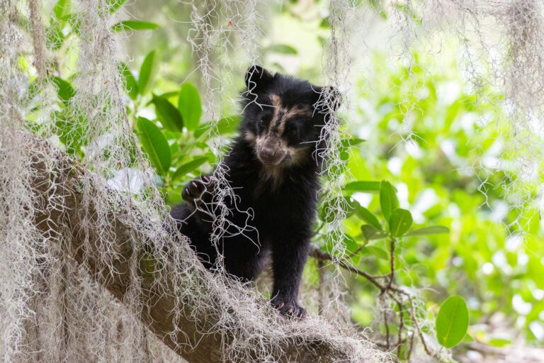 Spectacled bear (Tremarctos ornatus) - Mirador del Oso - Cayambe - Ecuador, Unusual nature with Nature Experience