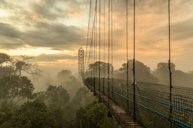 Sacha Lodge - Survol de la canopée - L'Amazonie dans la boite avec Nature Experience