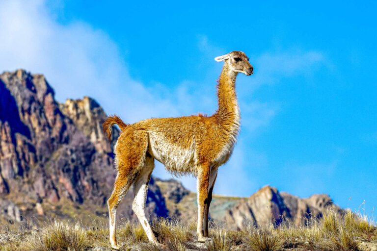 Guanaco (Lama guanicoe) - Puma tracking à Torres del Paine – El Calafate - OBJECTIF PATAGONIE, FAUNE SAUVAGE DU BOUT DU MONDE - ARGENTINE-CHILI avec Nature Experience