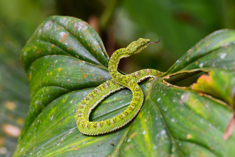Vipère à cils (Bothriechis schlegelii) - Mindo Loma - Anoures et reptiles d’Équateur avec Nature Experience