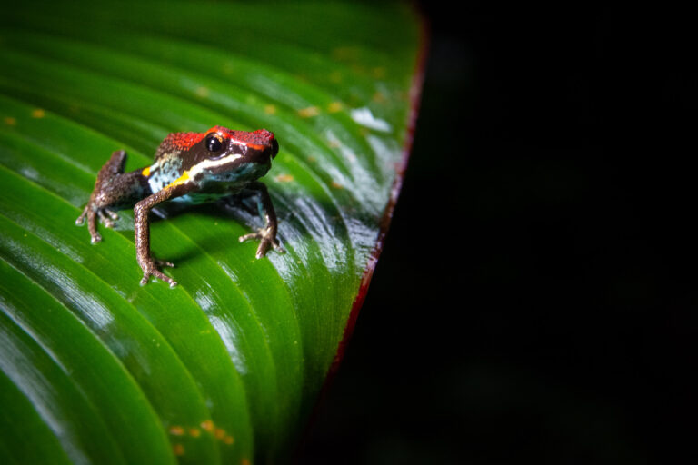 Ameerega bilinguis - Au cœur des forêts pluviale amazonienne - Anoures et reptiles d’Équateur avec Nature Experience
