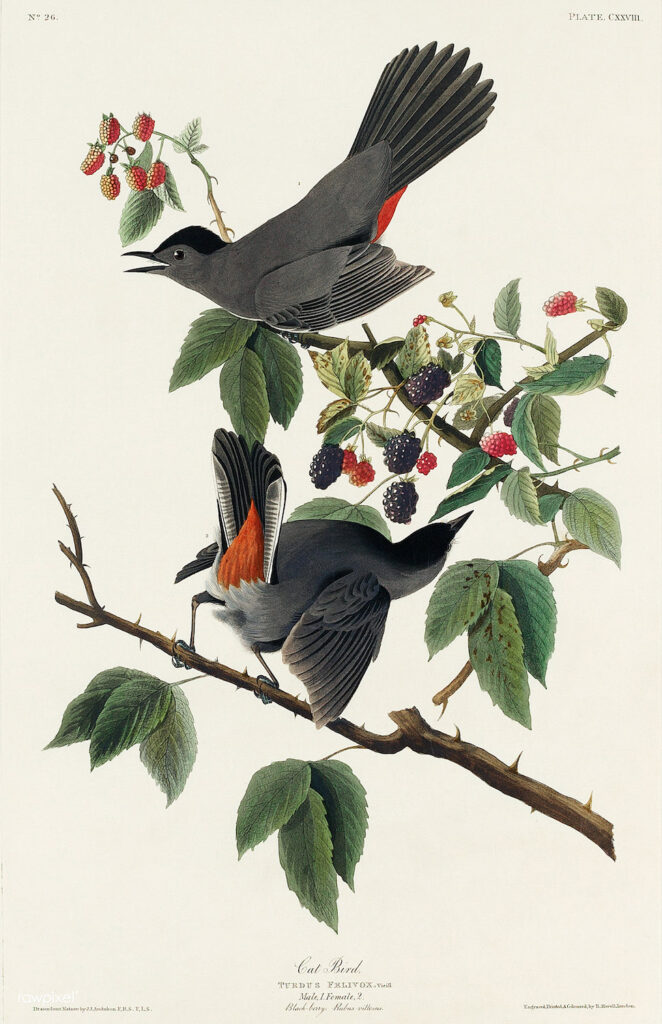 Illustration du livre Birds of America de John James Audubon - 1827