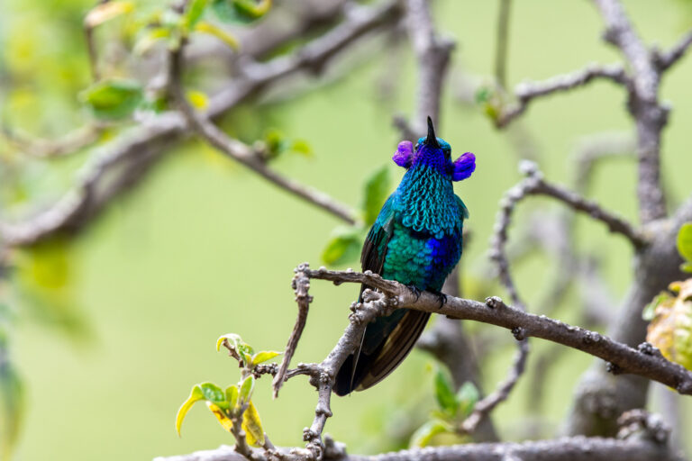 Colibri d'Anaïs (Colibri coruscans) - L’Amazonie dans la boite avec Nature Experience