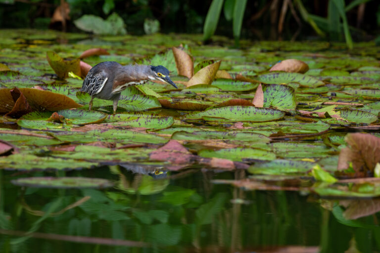 Héron strié (Butorides striata) - Lagune oxbow - L'Amazonie dans la boite avec Nature Experience
