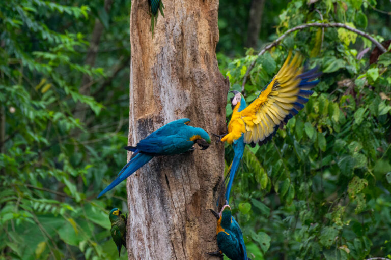 Ara bleu (Ara ararauna) - Sacha Lodge - Falaises d'argiles et canaux d'eaux noires - L'Amazonie dans la boite avec Nature Experience