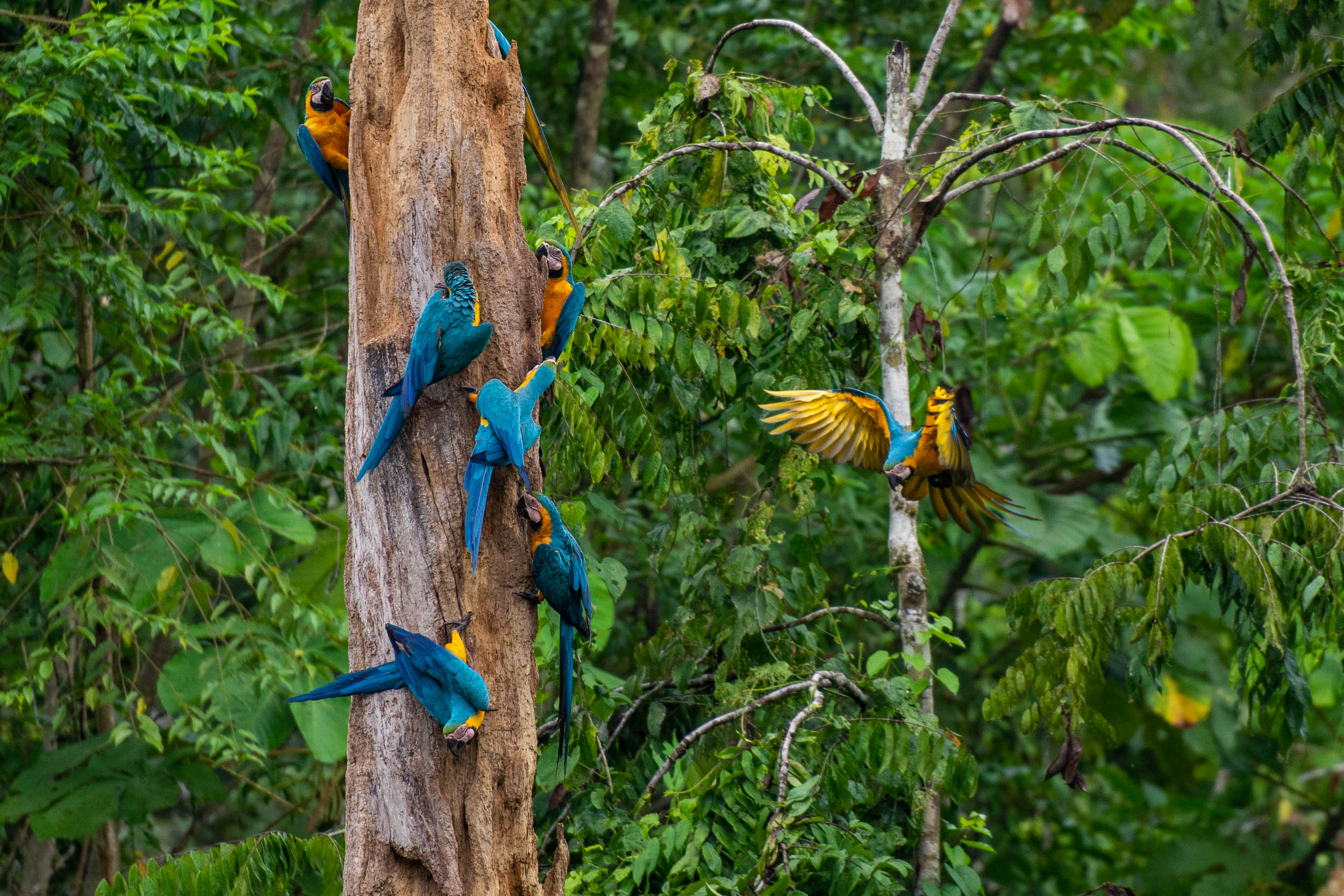Ara bleu (Ara ararauna) - L’Amazonie dans la boite avec Nature Experience