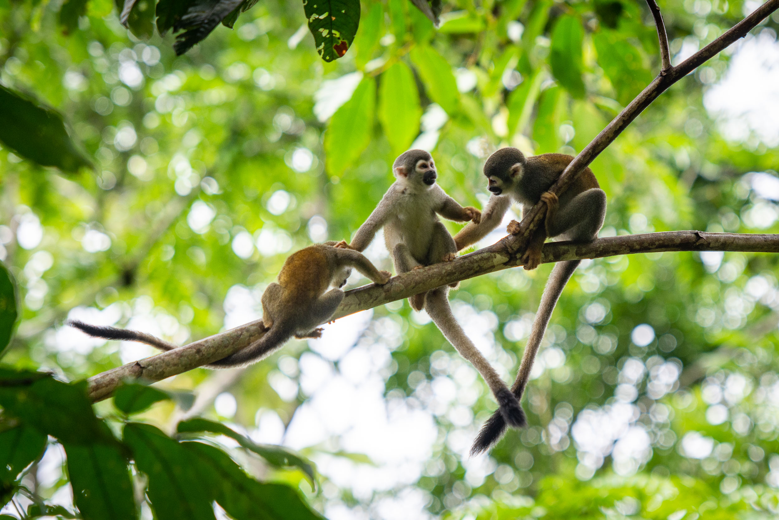 Singe-écureuil de Humboldt (Saimiri cassiquiarensis) - L’Amazonie dans la boite avec Nature Experience