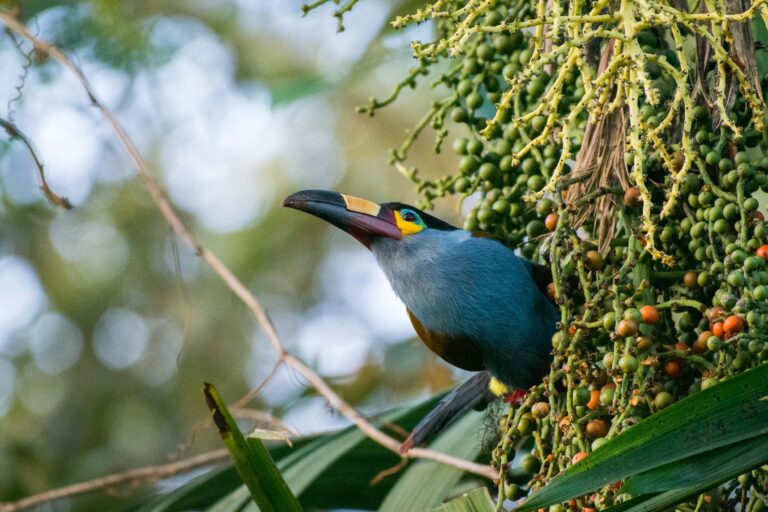 Bellavista Cloud forest - In the heart of the Andean Chocó - Slow Birding with Nature Experience