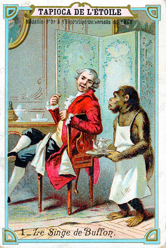 Georges-Louis Leclerc, comte de Buffon (1707-88), naturaliste français, servi par son chimpanzé dressé. Carte commerciale française émise vers 1890. Chromolithographie.