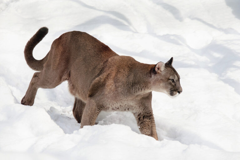 Puma (Puma concolor) - Puma tracking à Torres del Paine - OBJECTIF PATAGONIE, FAUNE SAUVAGE DU BOUT DU MONDE - ARGENTINE-CHILI avec Nature Experience