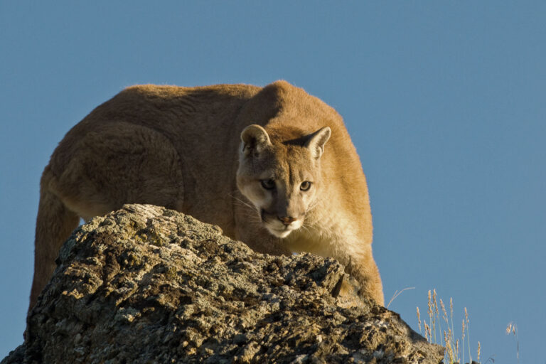 Puma (Puma concolor) - Punta Arenas – Torre del Paine - OBJECTIF PATAGONIE, FAUNE SAUVAGE DU BOUT DU MONDE - ARGENTINE-CHILI avec Nature Experience